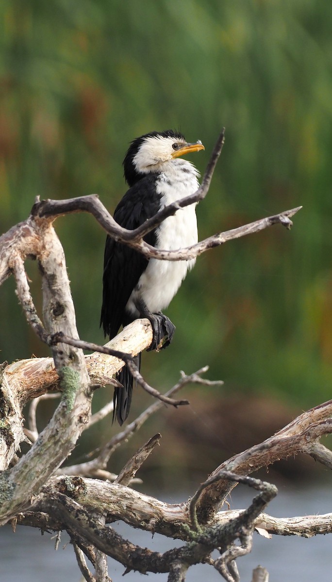 Little Pied Cormorant - Rosario Douglas