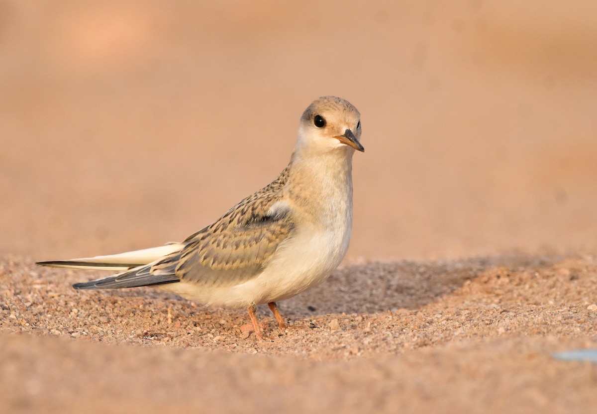 Peruvian Tern - ML549635881