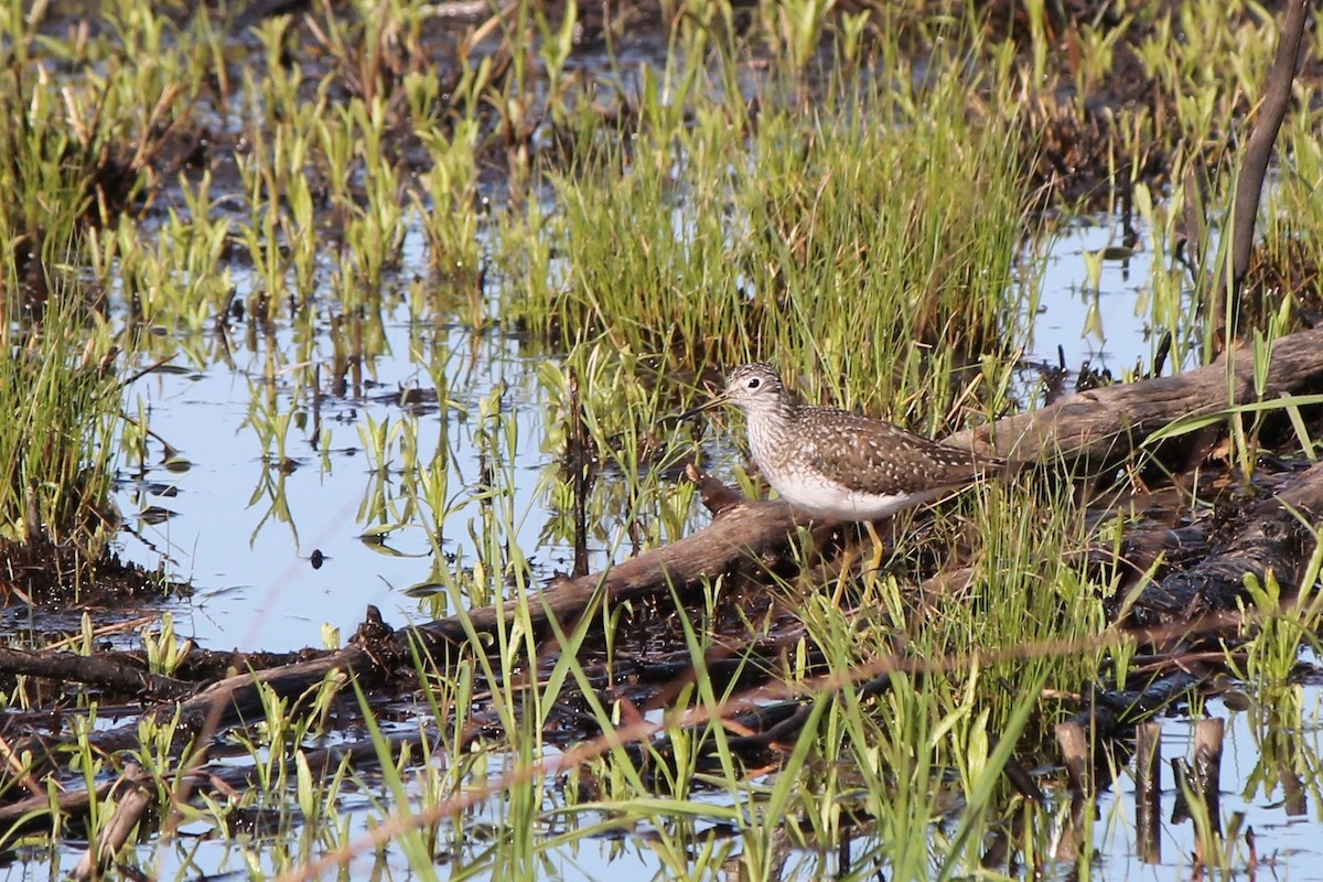 Solitary Sandpiper - ML54963641