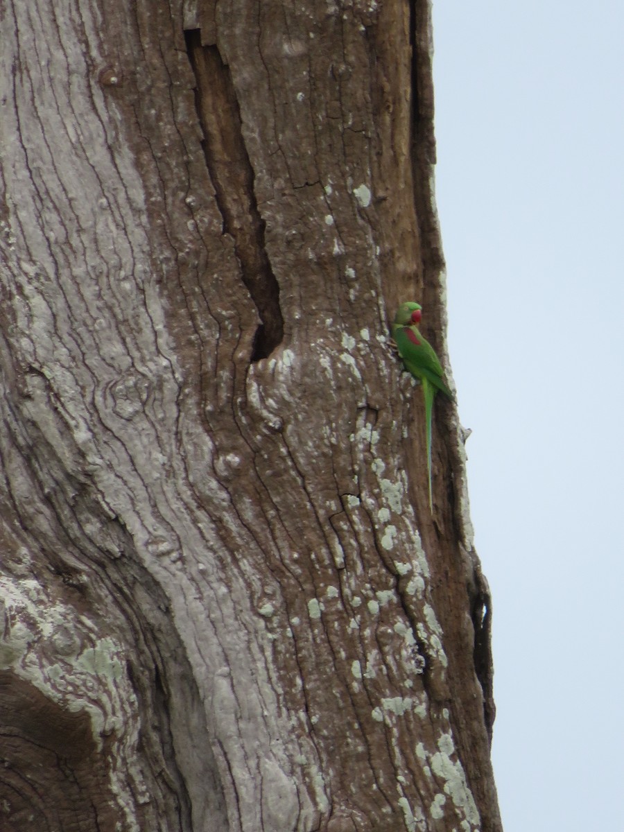 Alexandrine Parakeet - ML549636591