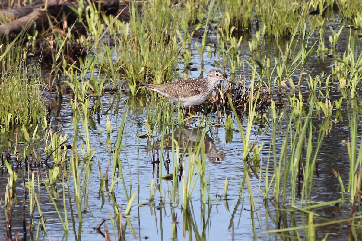 Solitary Sandpiper - ML54963661