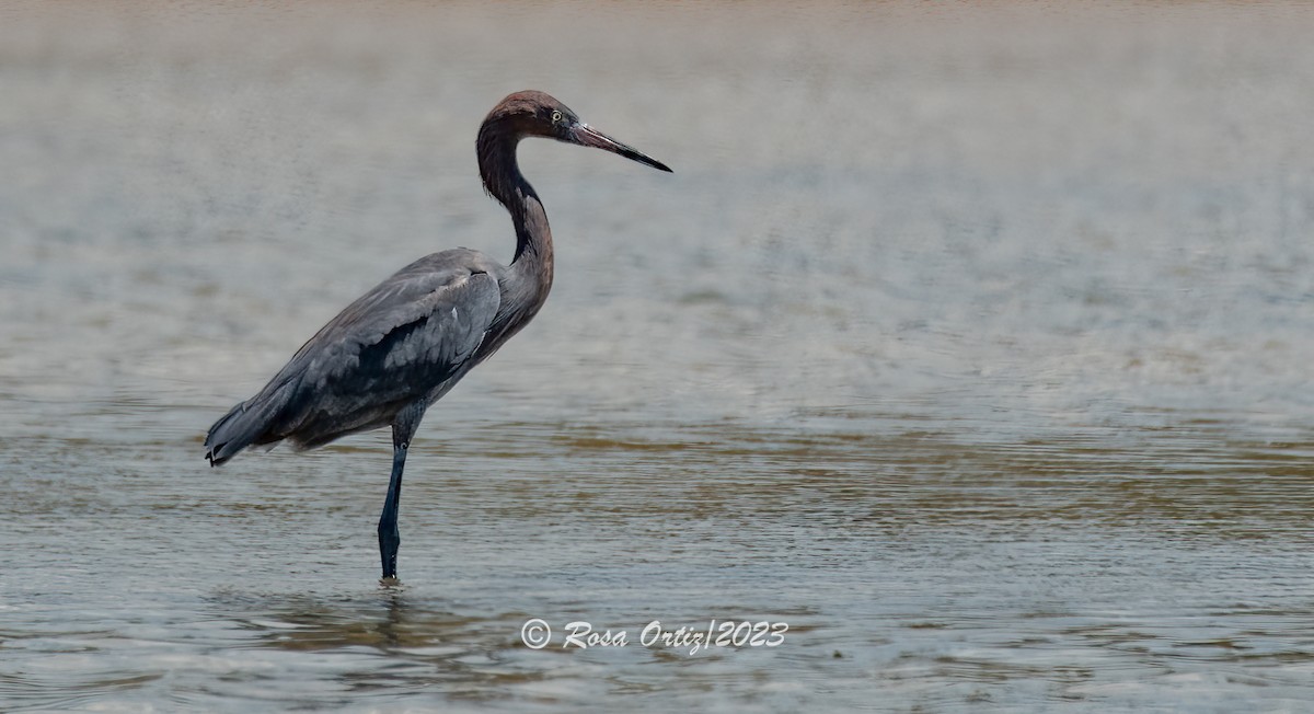 Reddish Egret - ML549636861