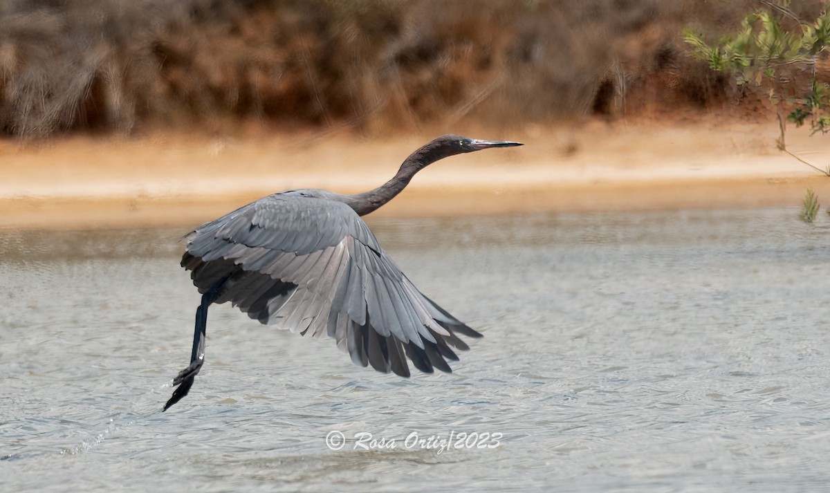 Reddish Egret - ML549636871