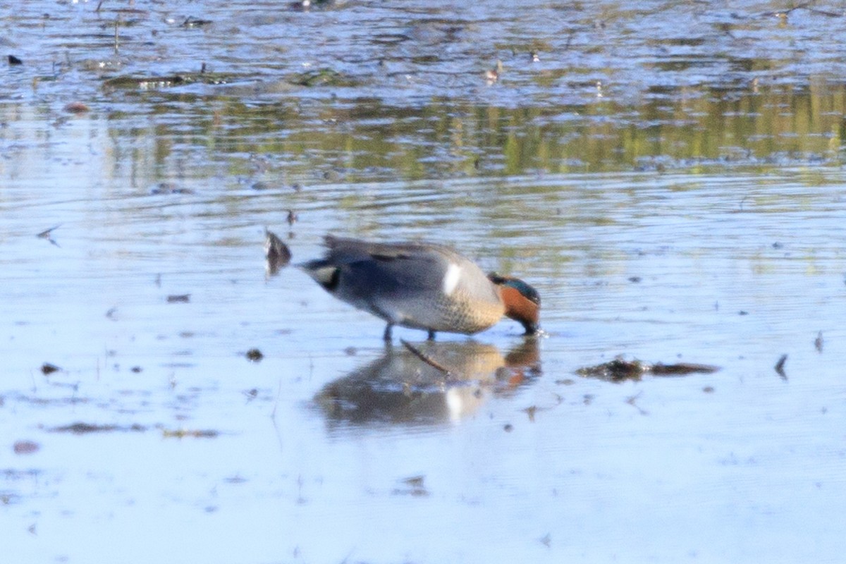 Green-winged Teal - ML549636921