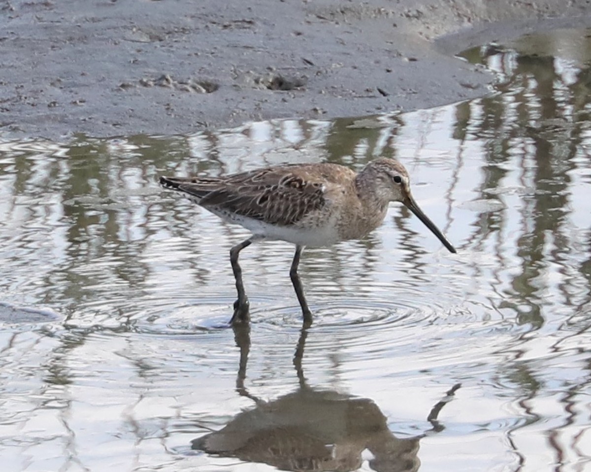 Short-billed Dowitcher - Rusty Trump