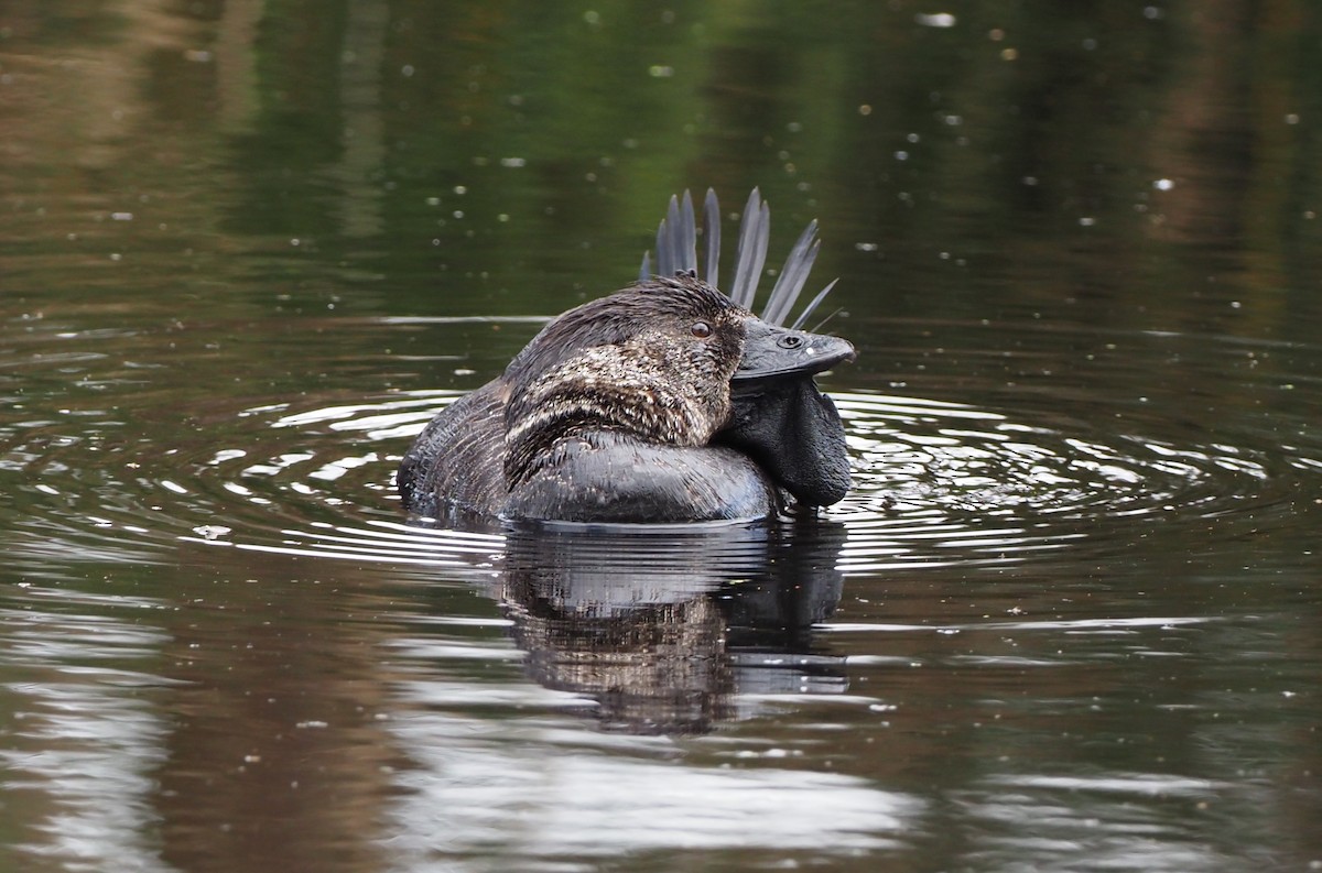 Musk Duck - Rosario Douglas