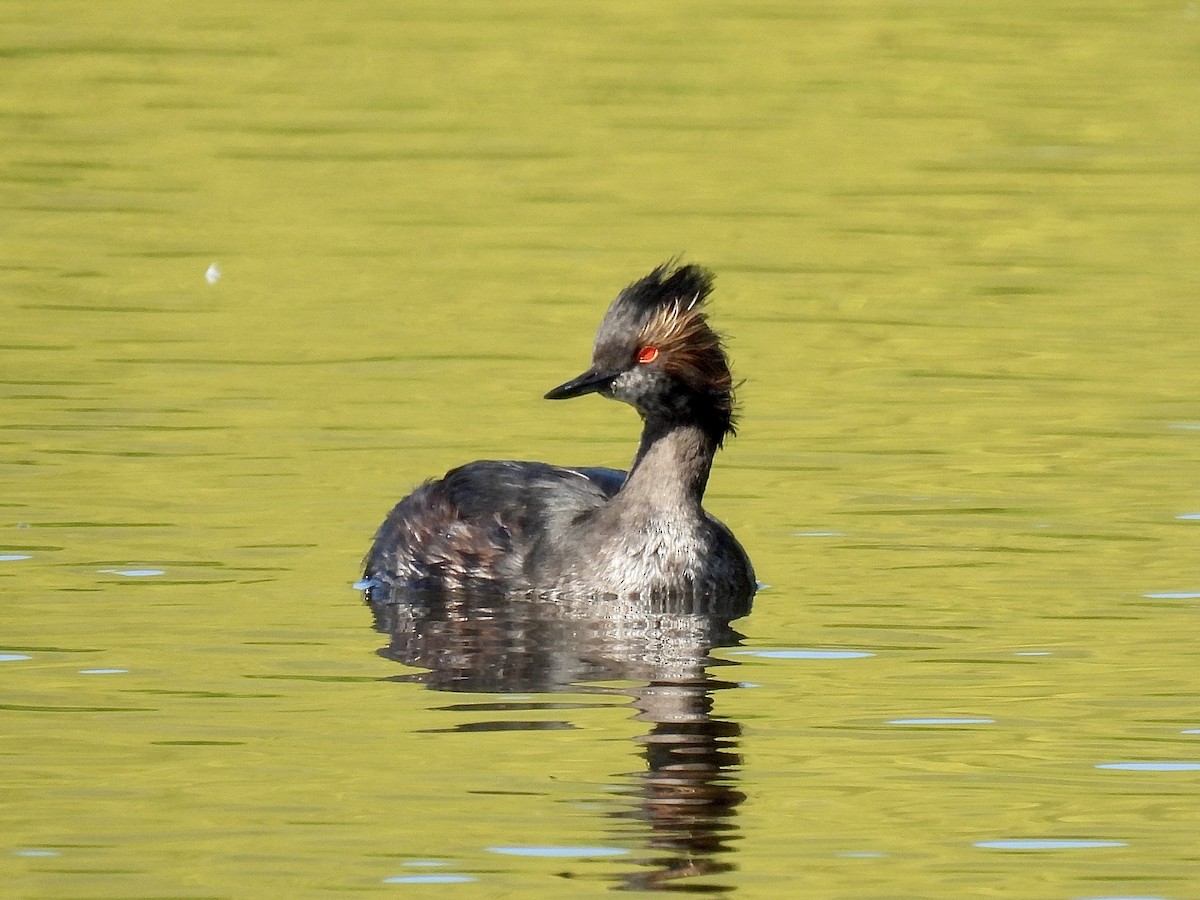 Eared Grebe - Isa Dav