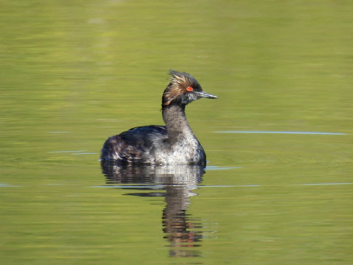 Eared Grebe - Isa Dav