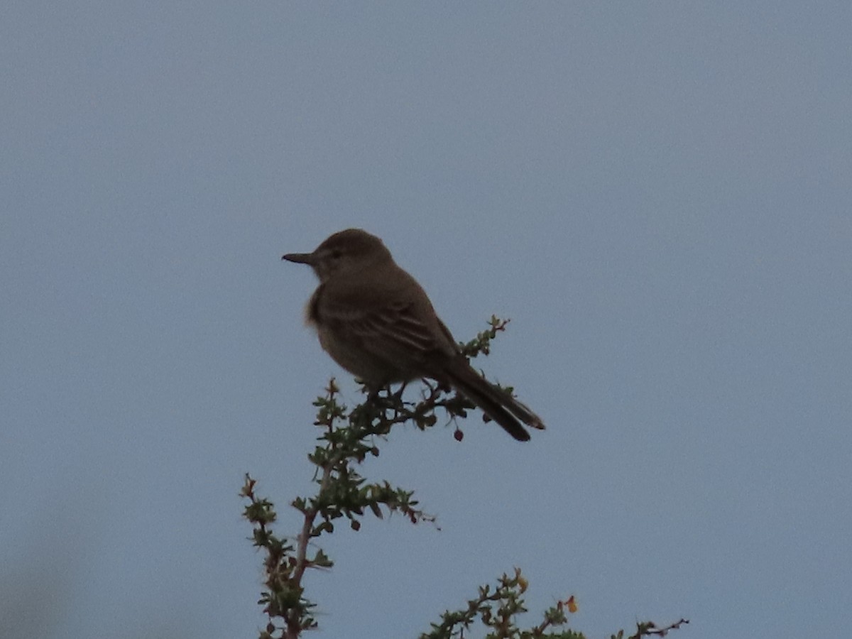 Gray-bellied Shrike-Tyrant - ML549639111