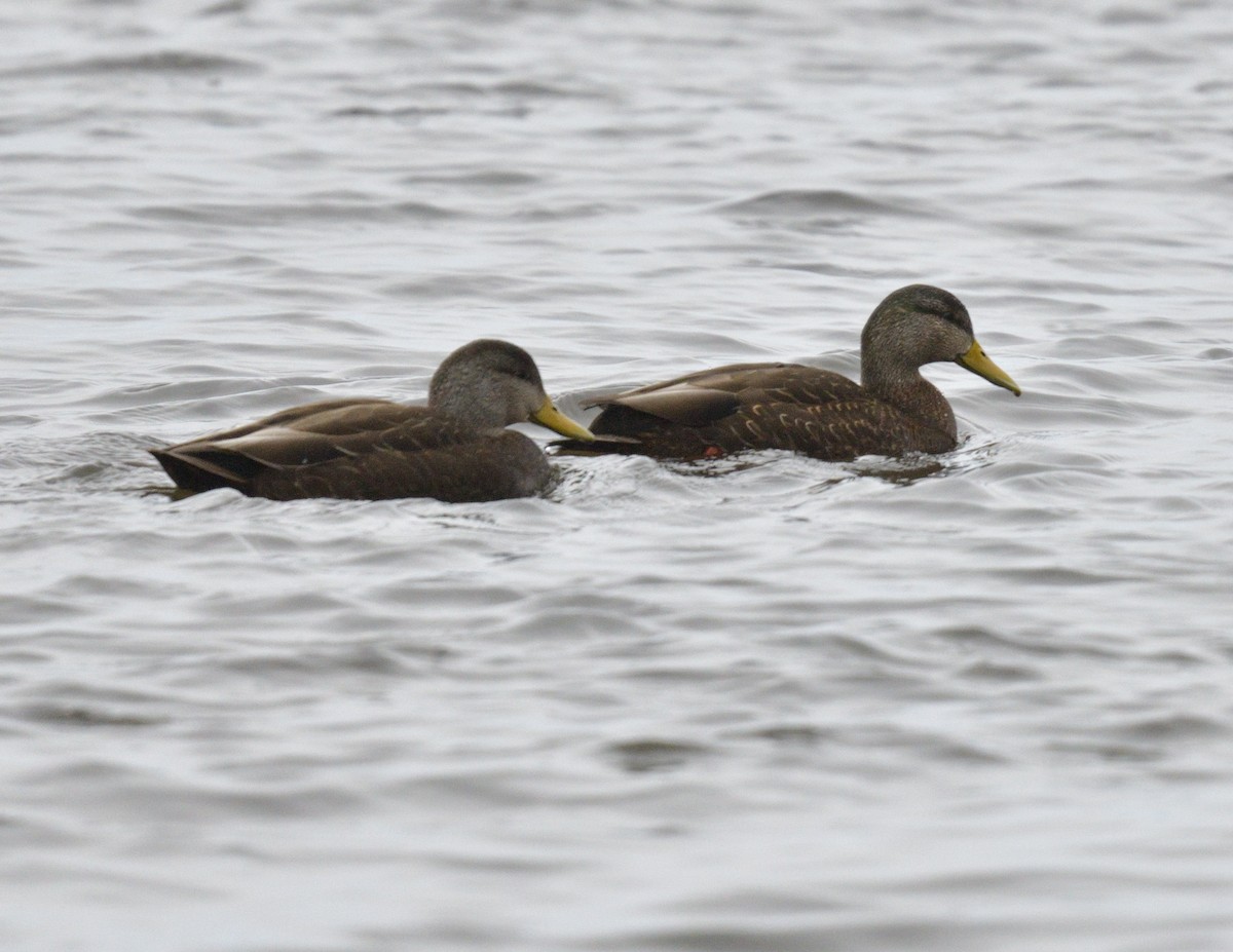 American Black Duck - ML549640611