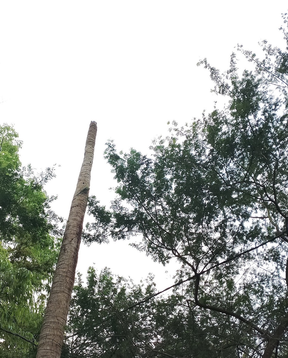Rose-ringed Parakeet - ML549642001