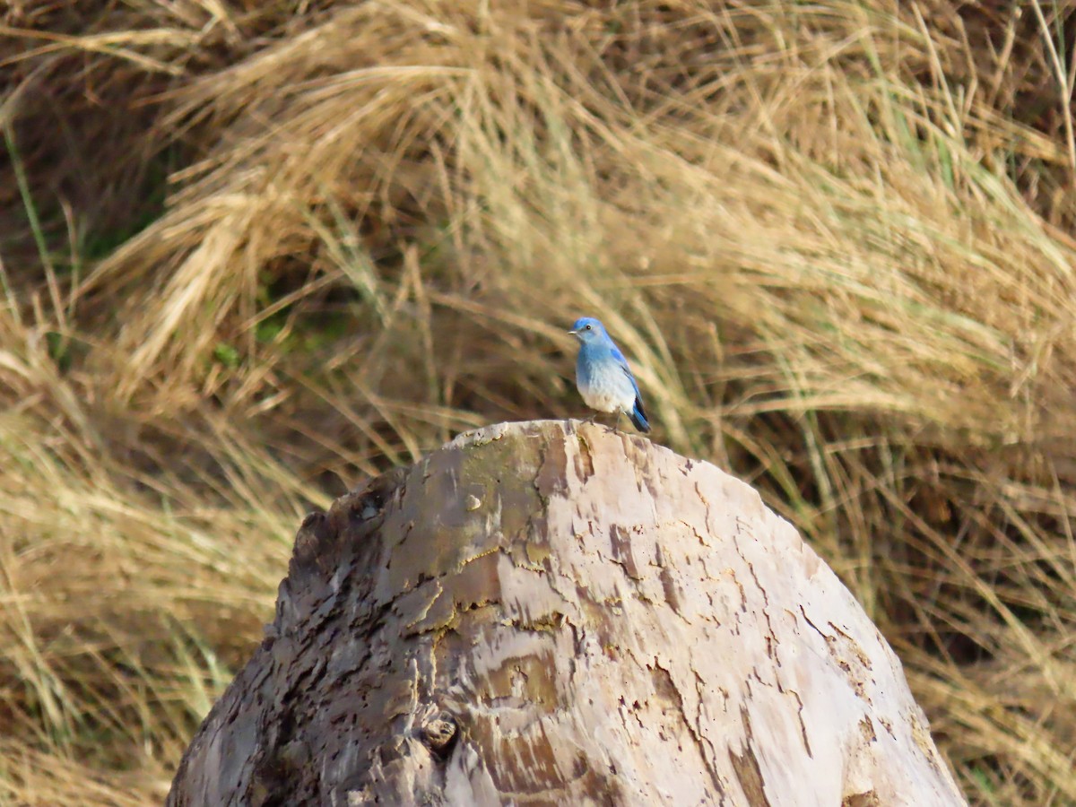 Mountain Bluebird - Anonymous