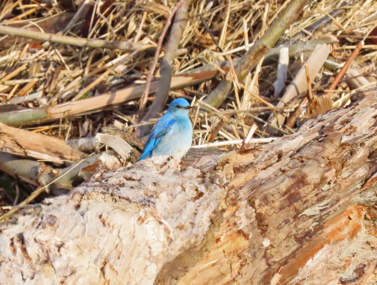 Mountain Bluebird - Anonymous