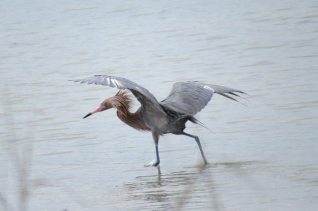 Reddish Egret - ML54964241