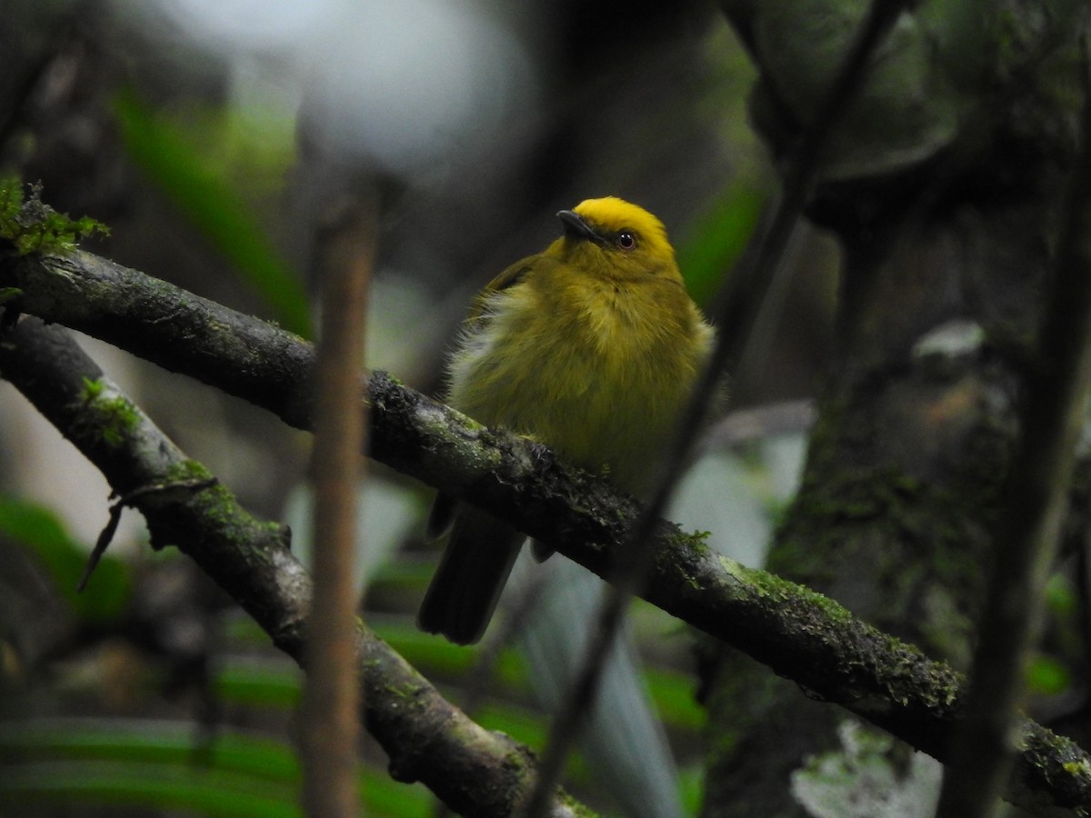 Manakin à tête jaune - ML549642481