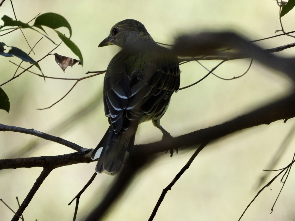 Olive-backed Oriole - ML549643141