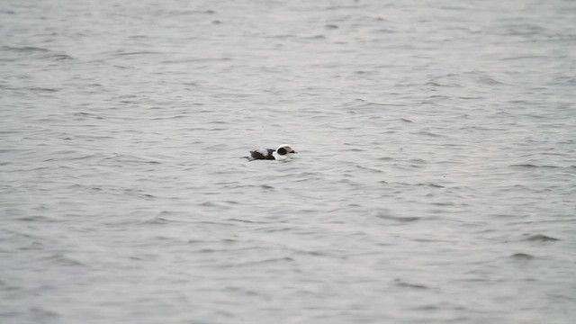 Long-tailed Duck - ML549644211