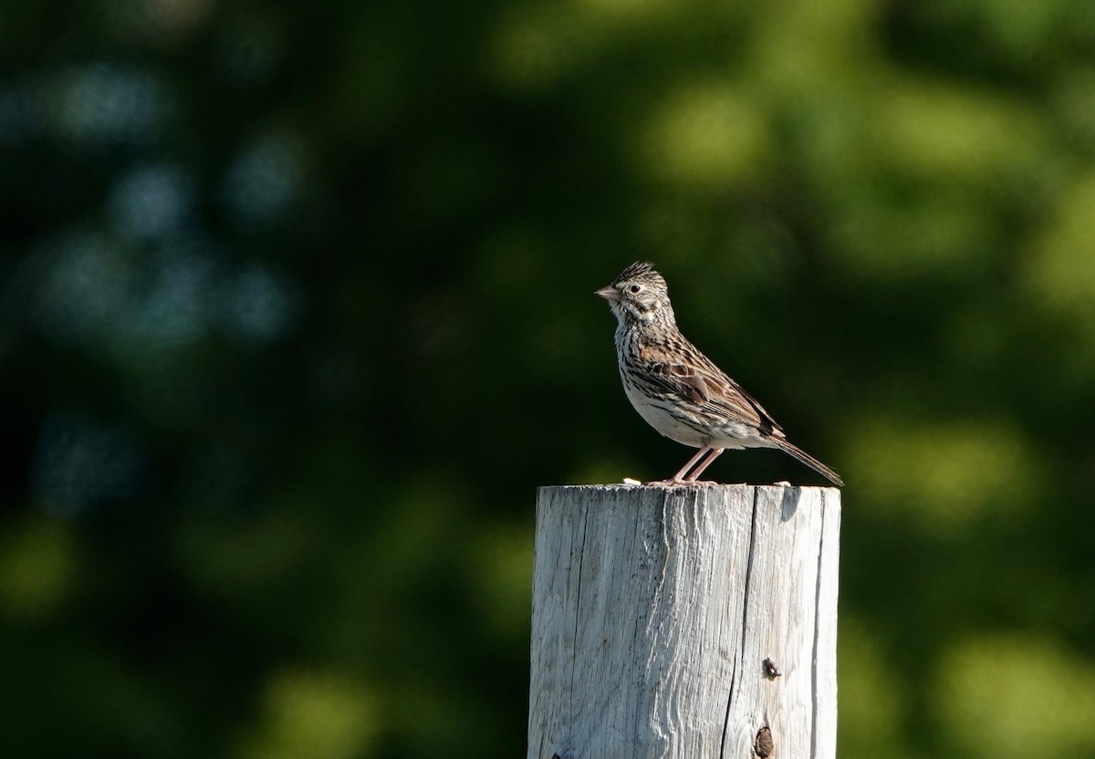 Vesper Sparrow - Michele Reyes