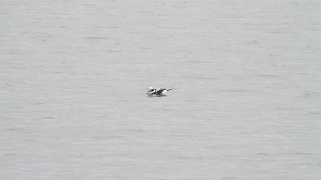 Long-tailed Duck - ML549644381