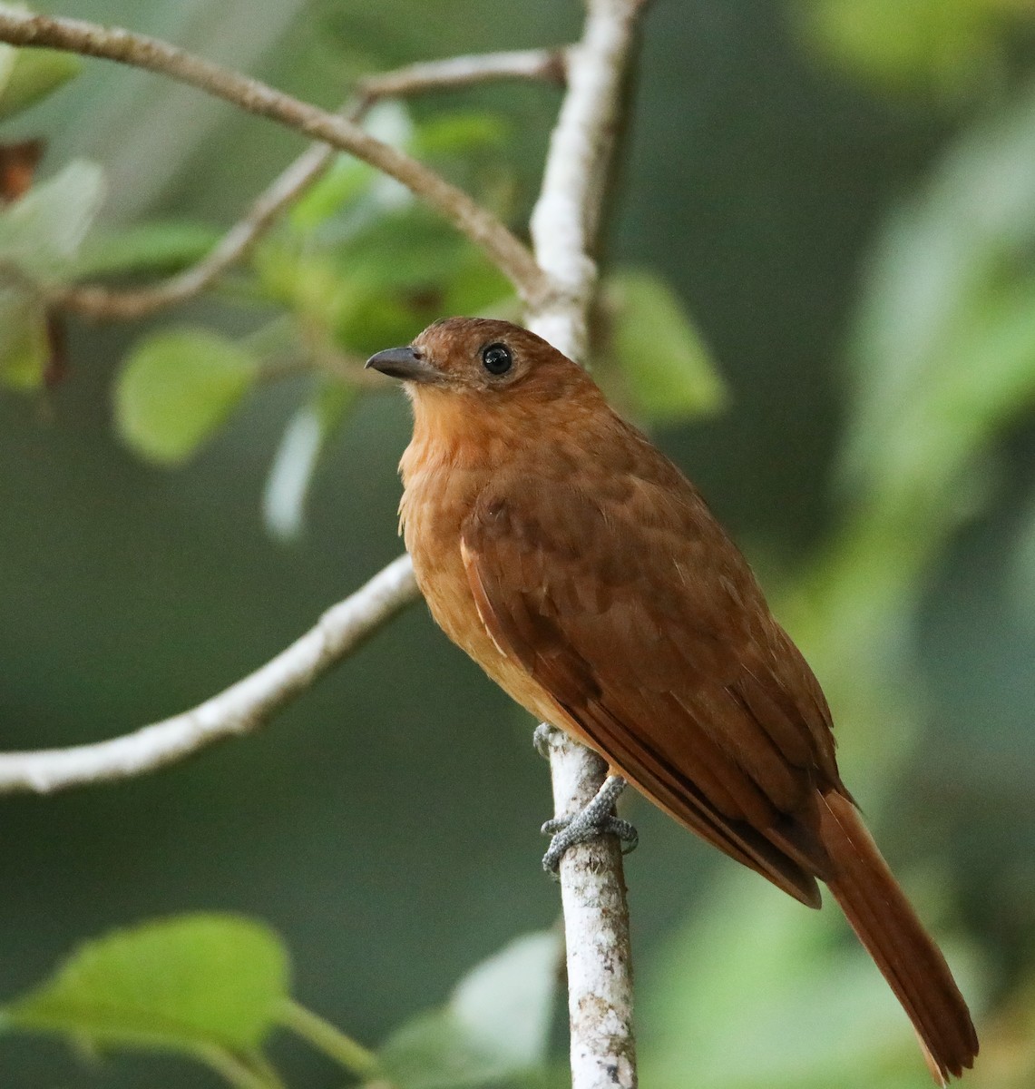 Rufous Piha - Gaëtan Canon