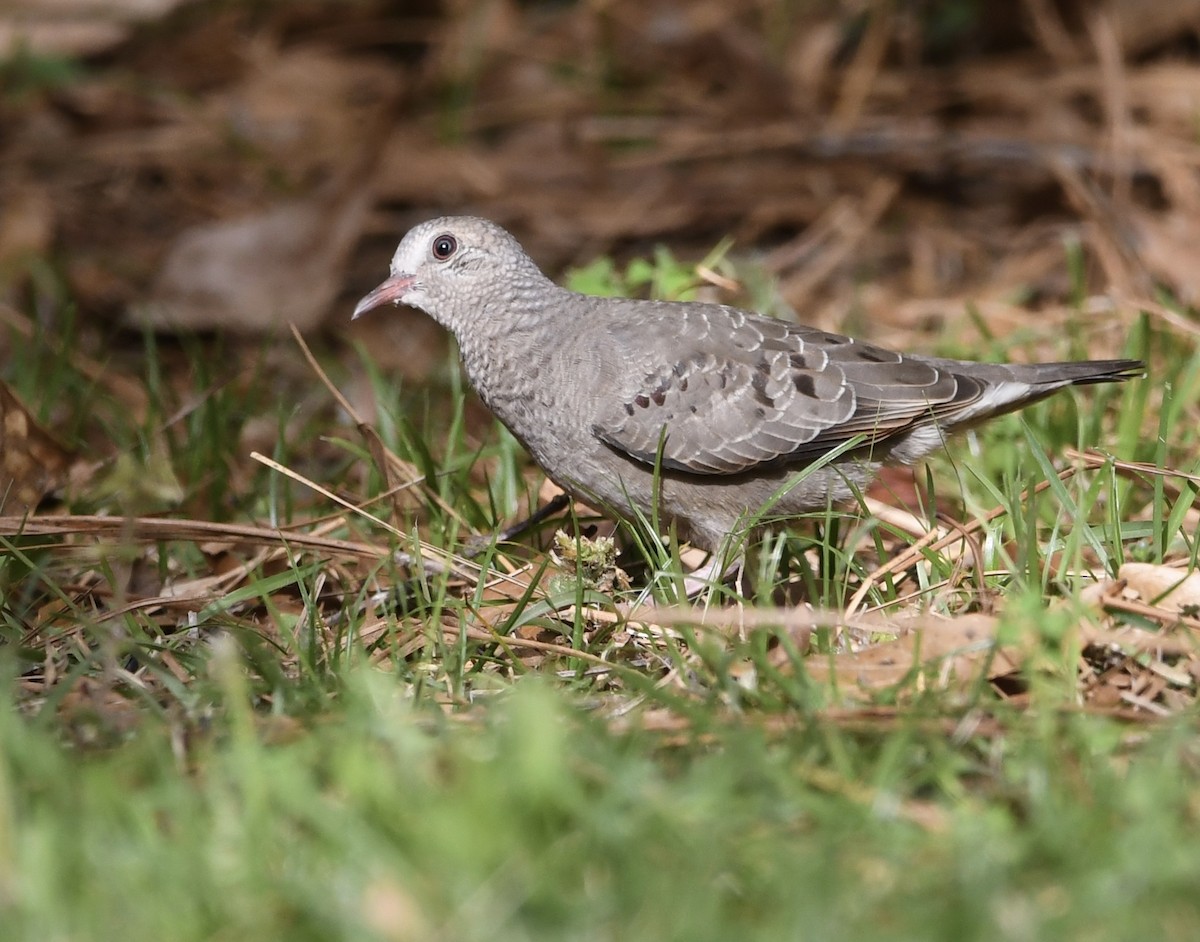 Common Ground Dove - ML549650421