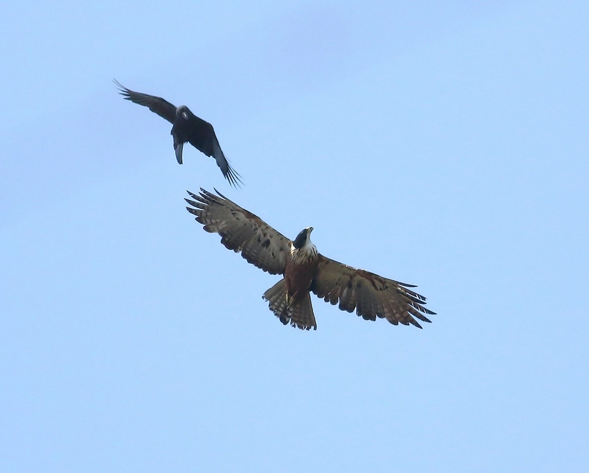 Rufous-bellied Eagle - ML549651341