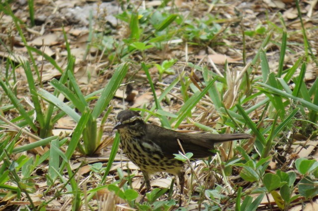 Northern Waterthrush - ML54965161