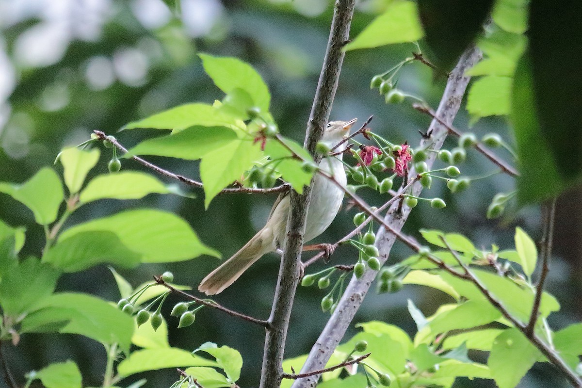 Manchurian Bush Warbler - ML549654521