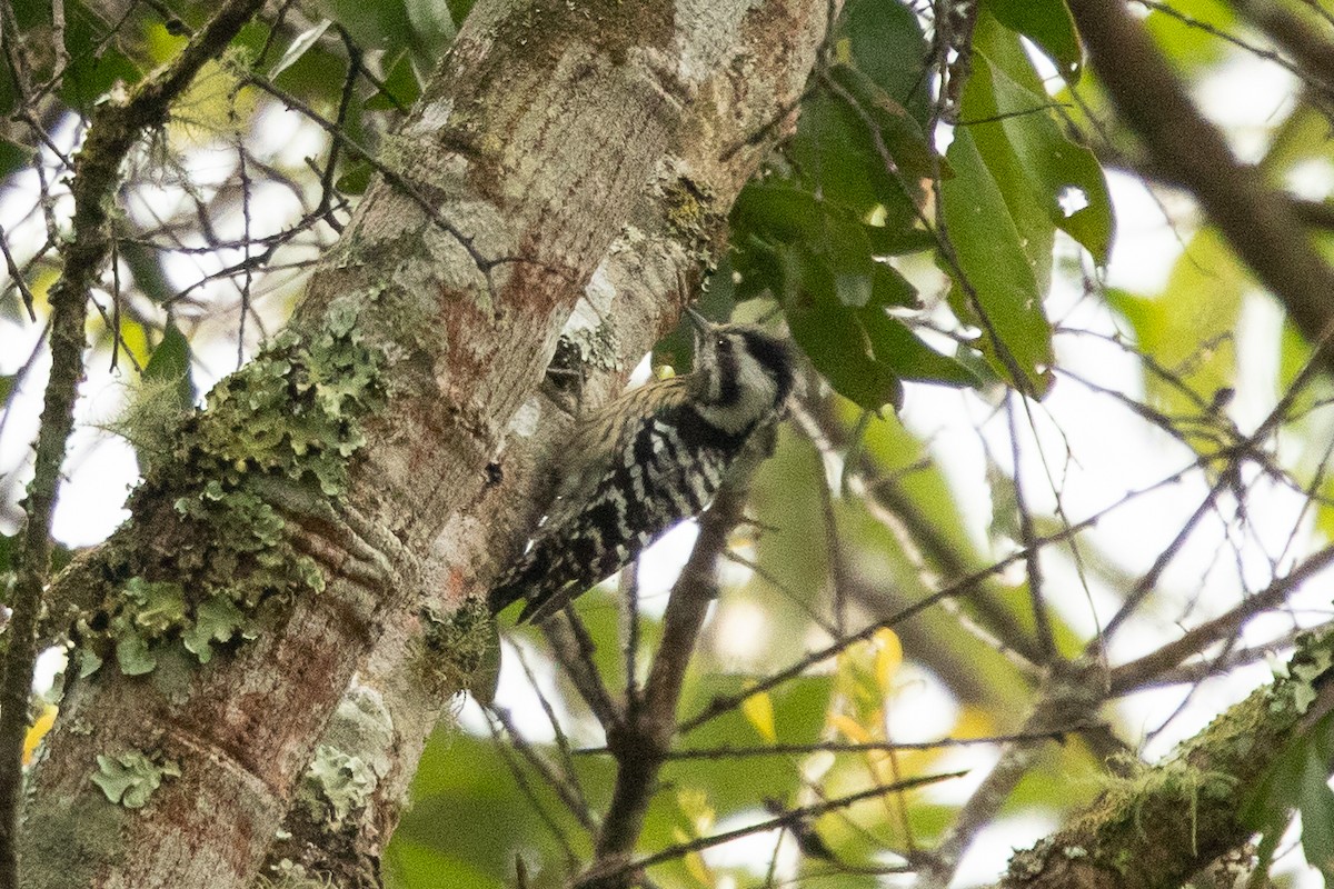 Gray-capped Pygmy Woodpecker - Ilya Povalyaev