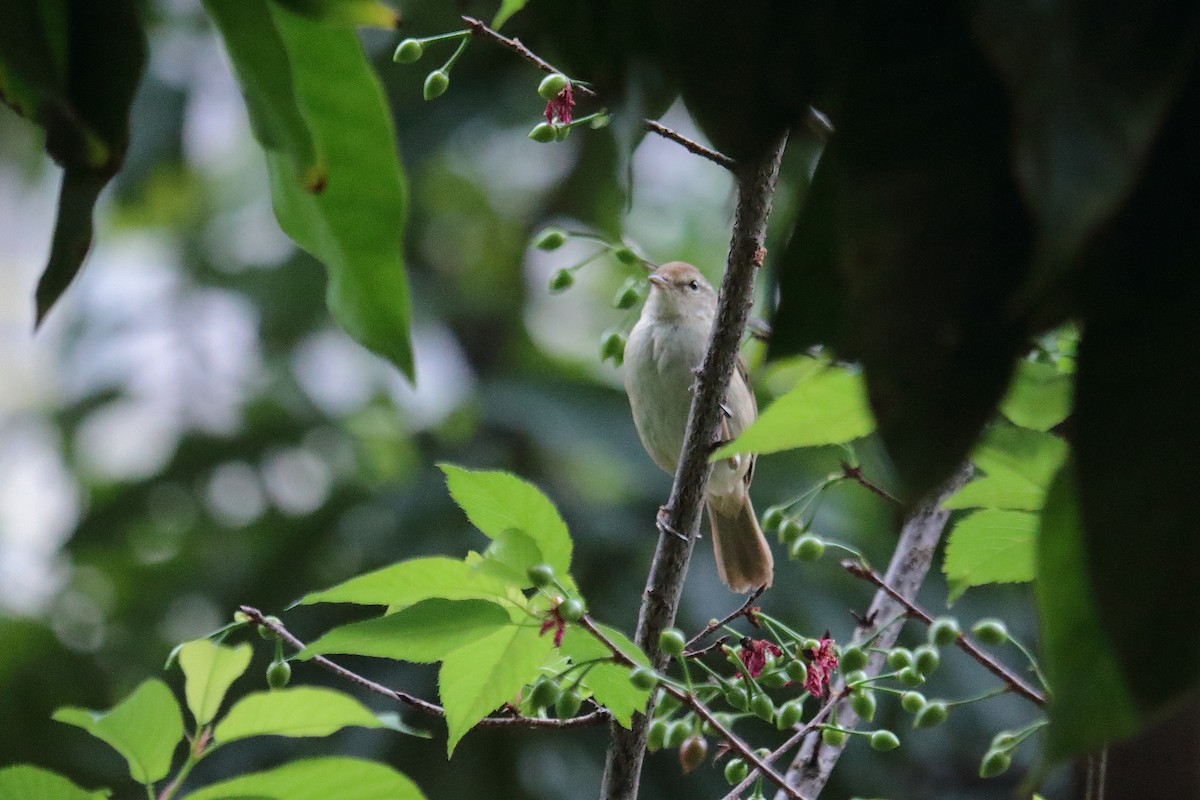 Manchurian Bush Warbler - ML549656511