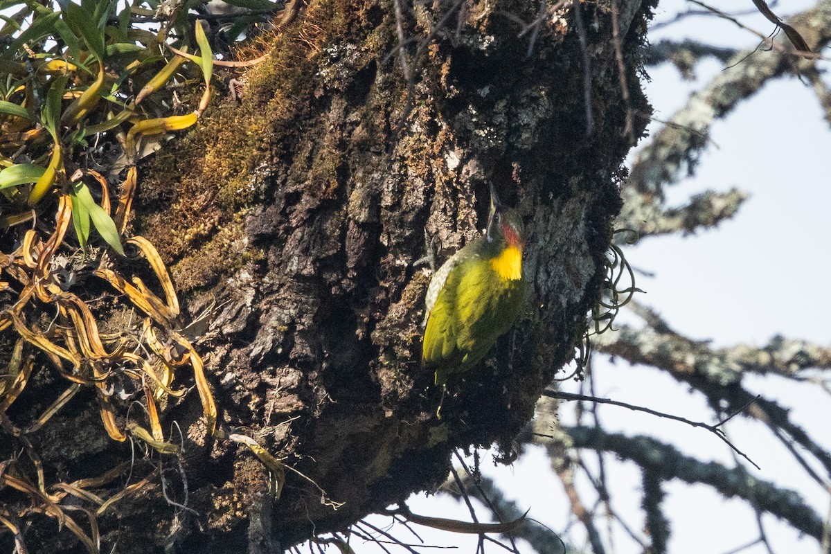 Lesser Yellownape - ML549657081