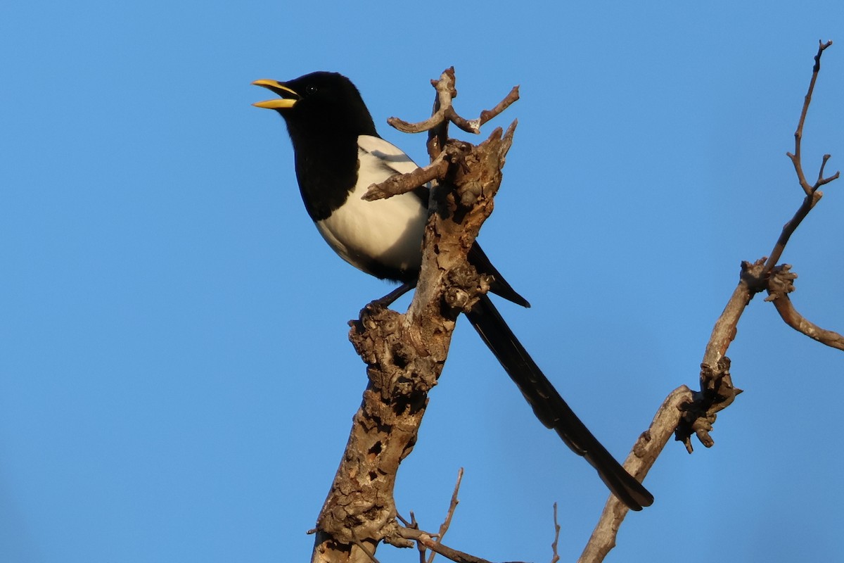 Yellow-billed Magpie - ML549657331