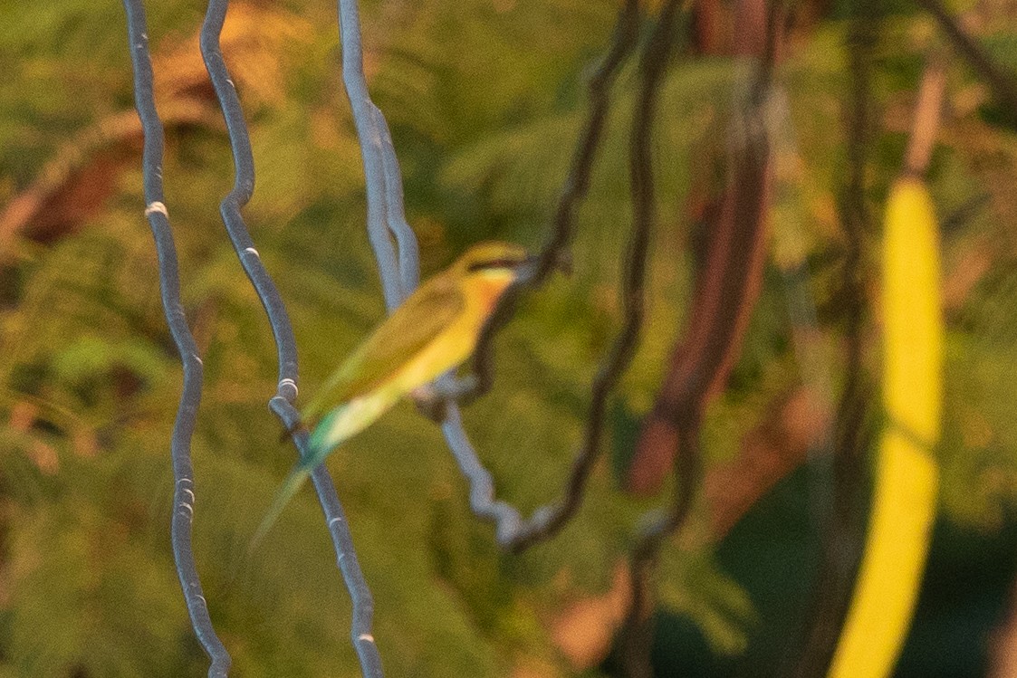Blue-tailed Bee-eater - ML549659601