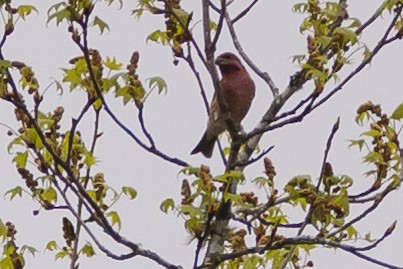 Purple Finch - ML549660941