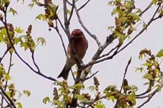 Purple Finch - ML549660951