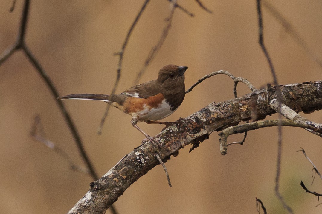 Eastern Towhee - ML549661121