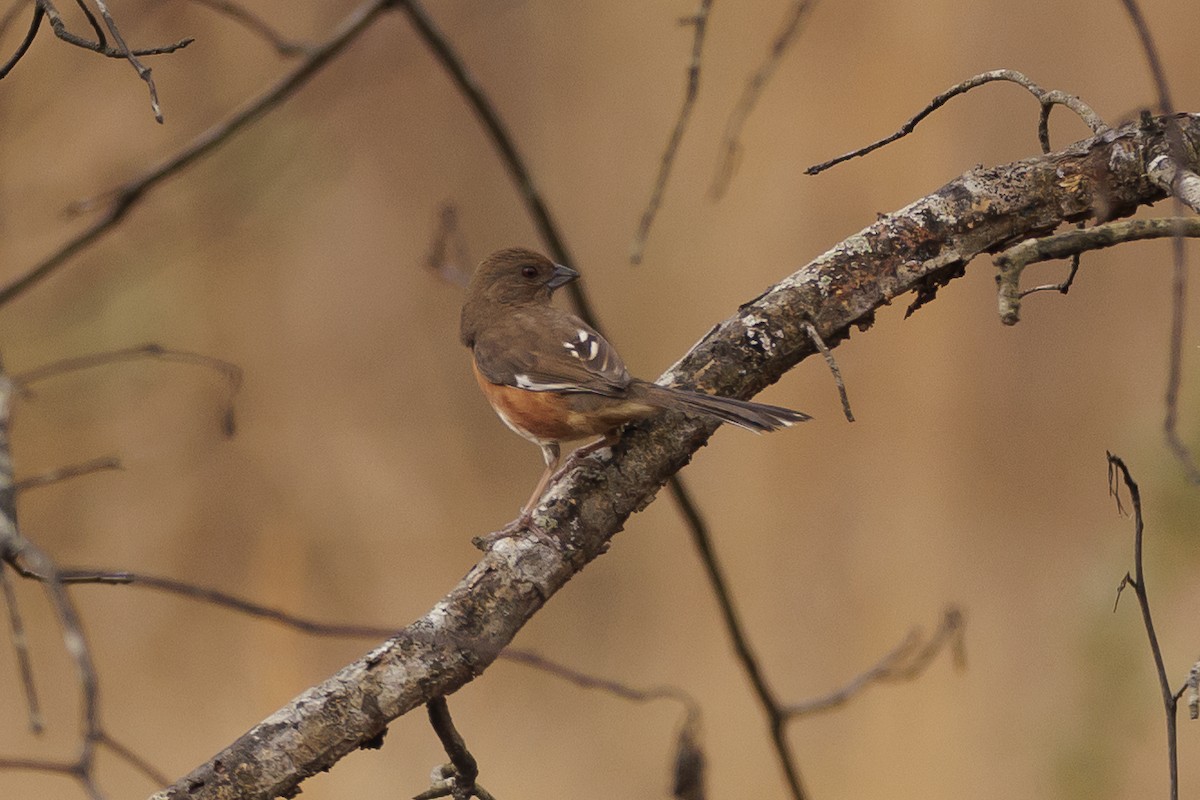 Eastern Towhee - ML549661131