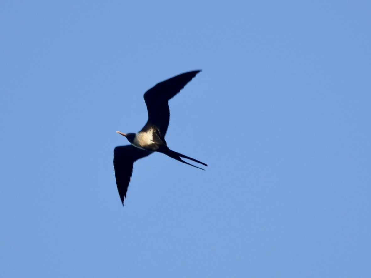 Lesser Frigatebird - ML549661851