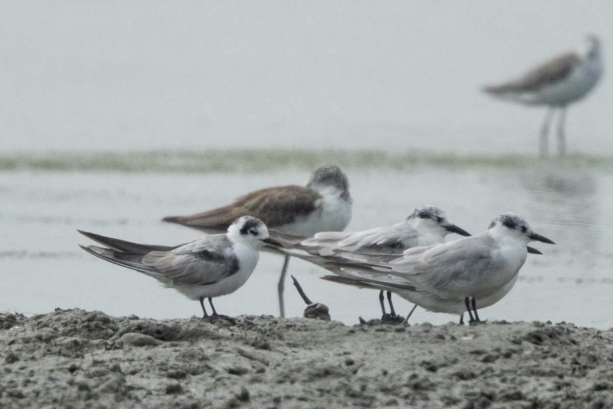 White-winged Tern - ML549664151