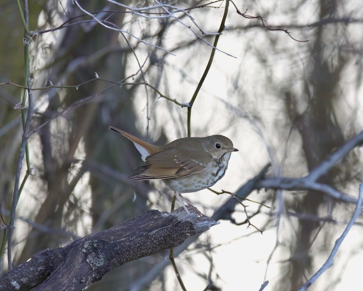 Hermit Thrush - ML549665301