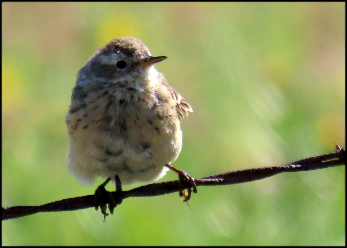 American Pipit - Peter Gordon