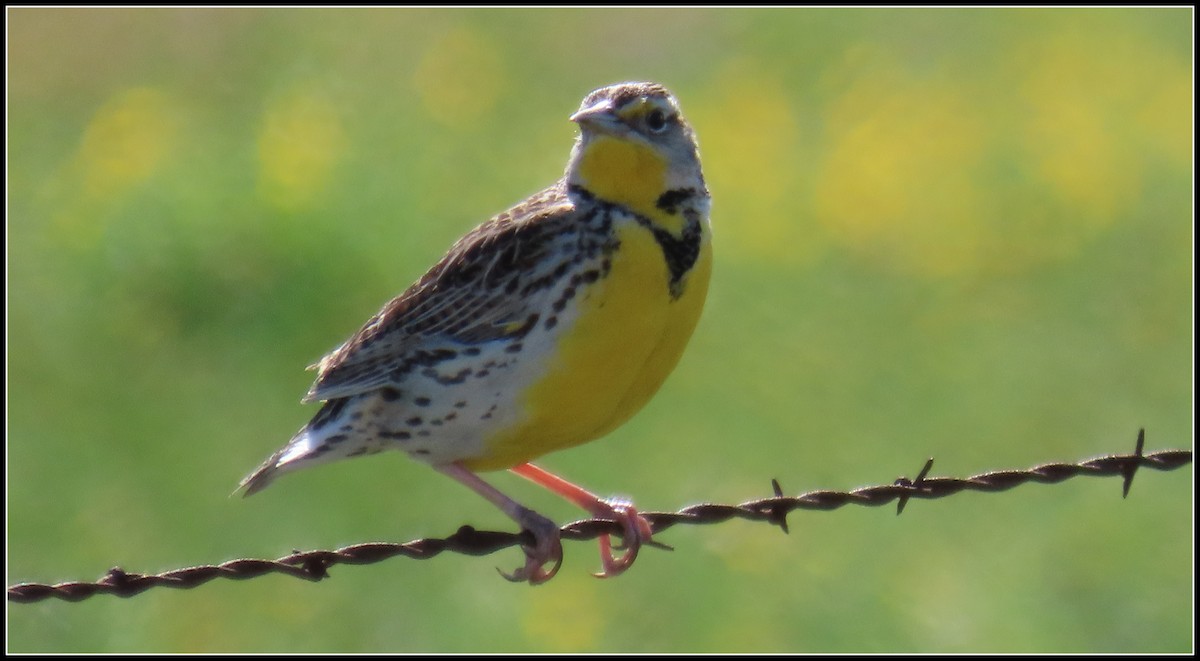 Western Meadowlark - Peter Gordon