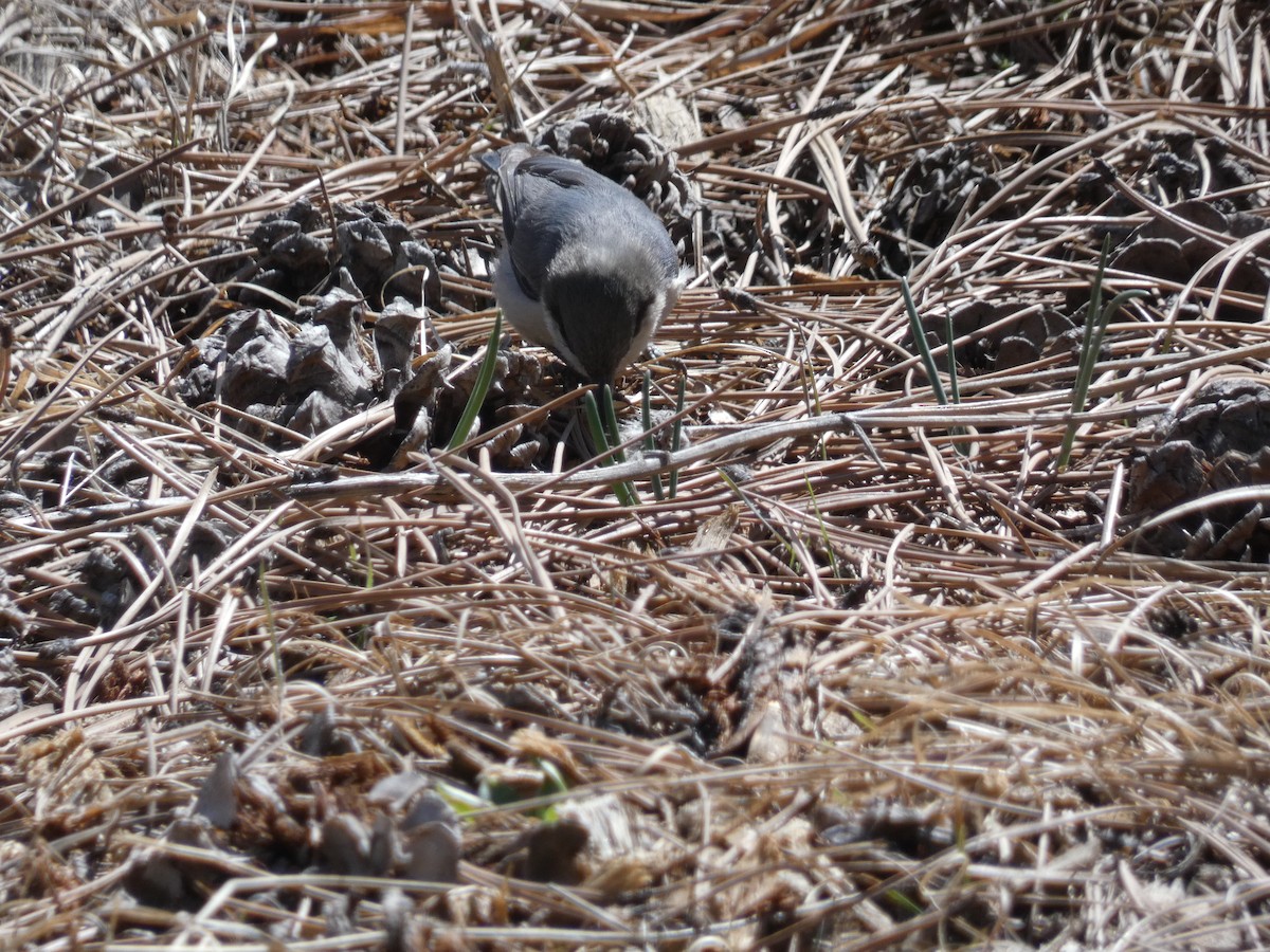 Pygmy Nuthatch - ML549666931
