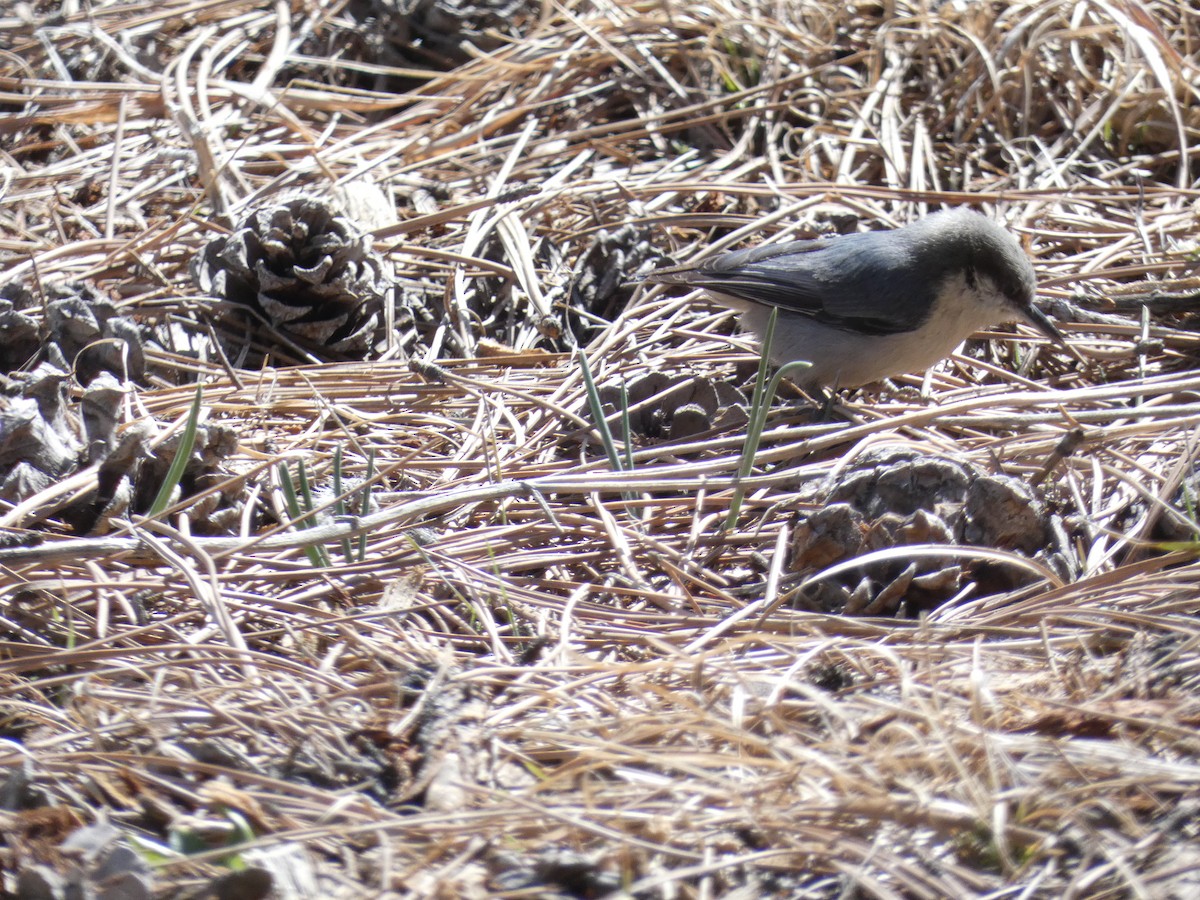 Pygmy Nuthatch - ML549666941