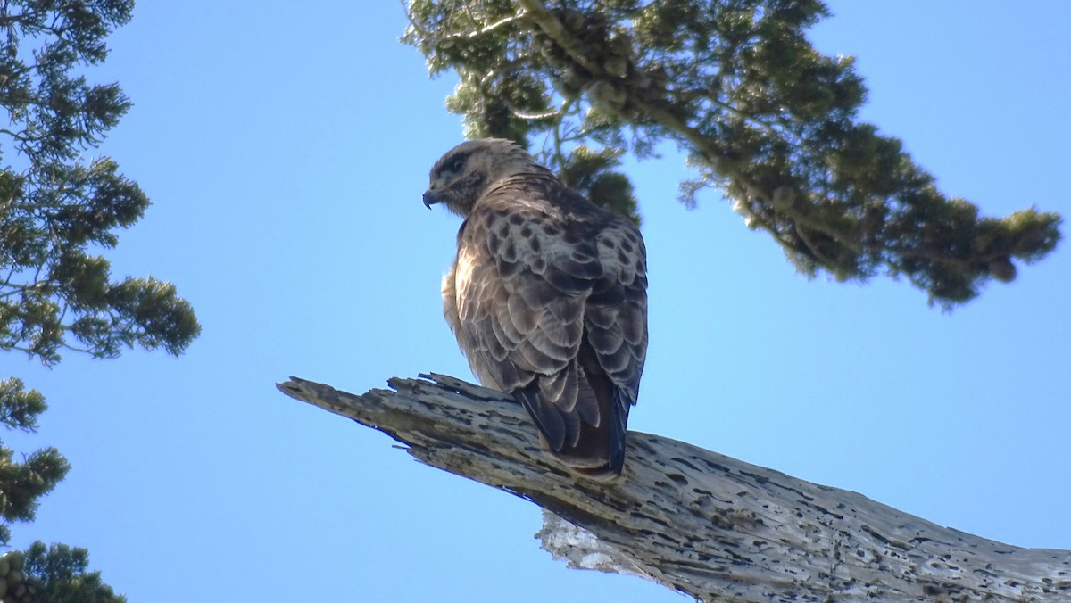Red-tailed Hawk - ML549667081