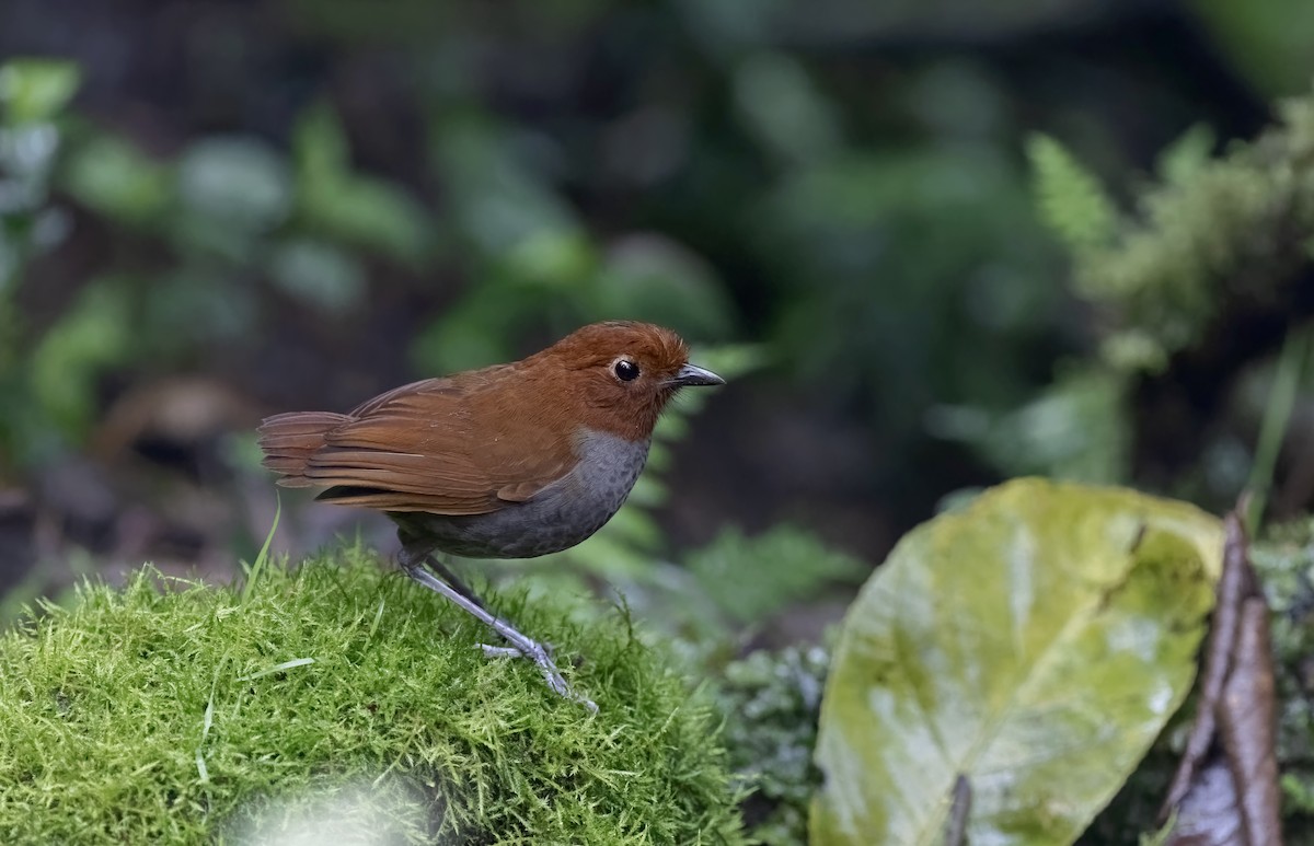 Bicolored Antpitta - Timo Mitzen