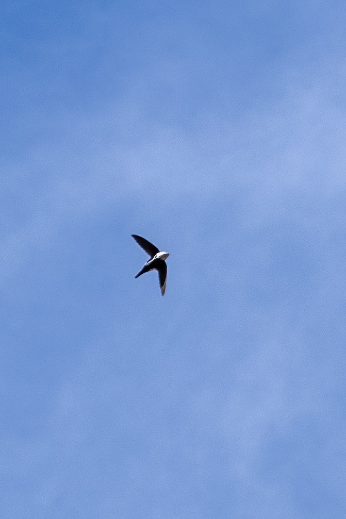 White-throated Swift - ML549668911