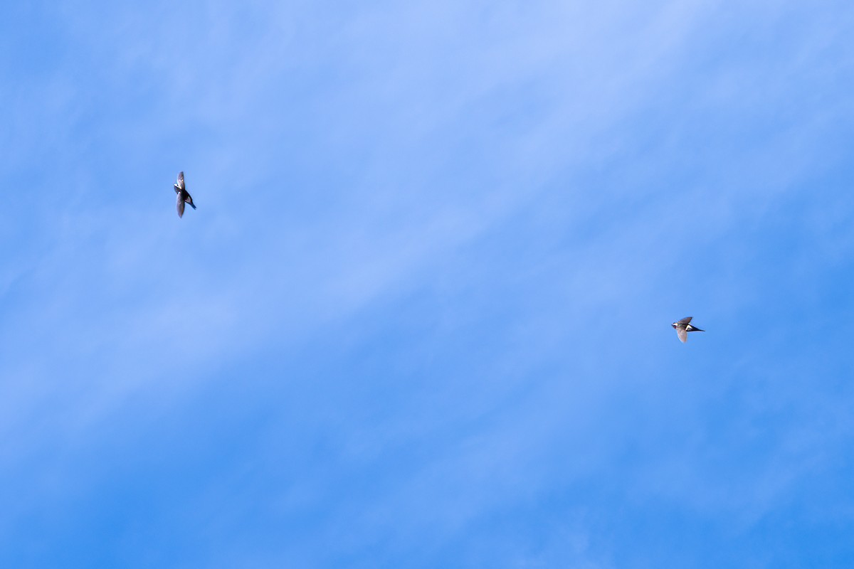 White-throated Swift - ML549669041