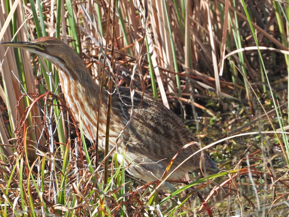 American Bittern - ML549669631