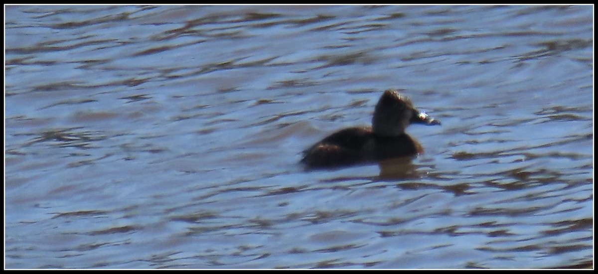 Ring-necked Duck - Peter Gordon